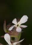 Common catchfly